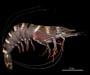 Penaeus monodon (tiger shrimp)from St. Helena Sound, SC 